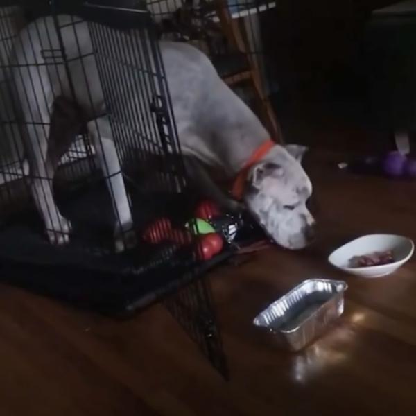 tyson eating in his crate