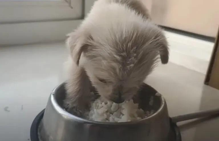 white puppy eating