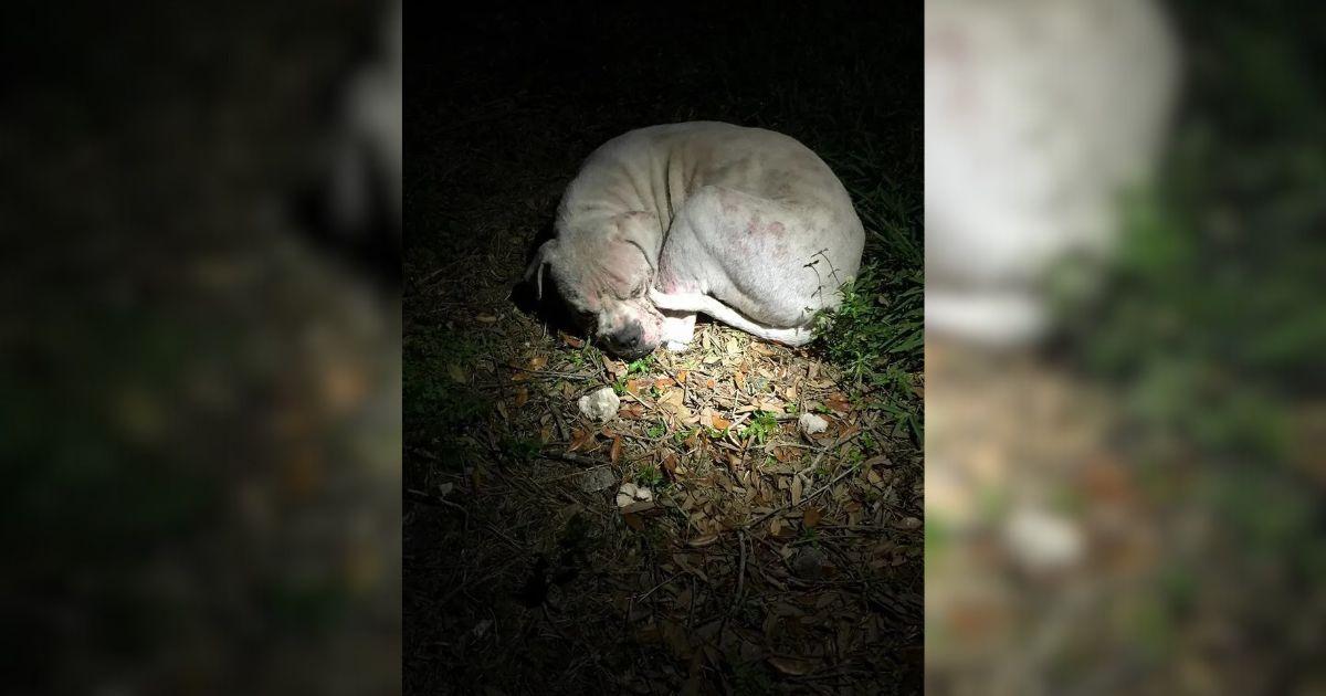 Abandoned And Fading, Weak Dog Rescued From A Desolate Wetland