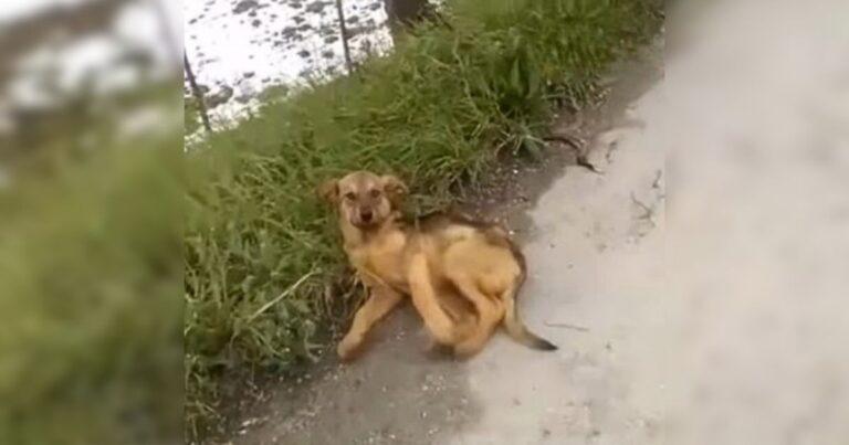 An Injured Puppy Was Left On The Roadside, Desperately Waiting For Rescue