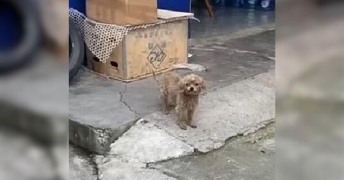 Lonely Puppy Begging Outside A Store Greets His Rescuer With Pure Joy