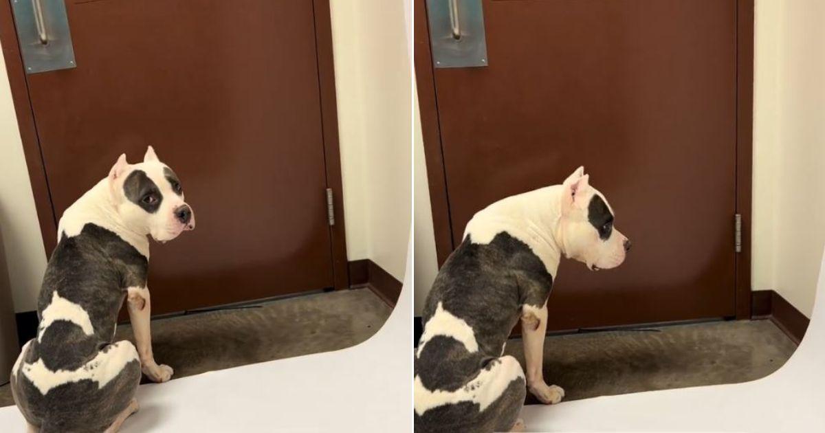 Shelter Dog Waits By The Door Hoping Someone Will Save Him Before Time ...