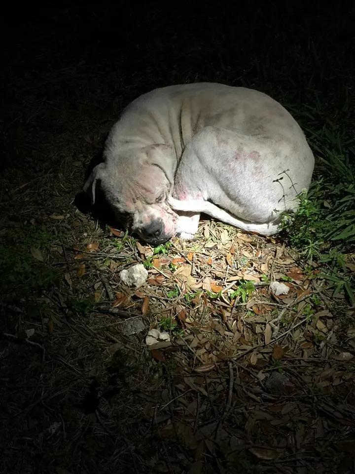 abandoned dog in wetland