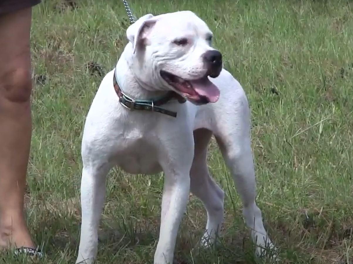 happy recovered dog