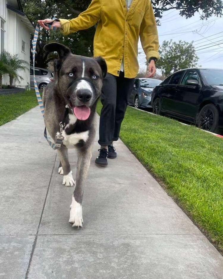 husky on walk