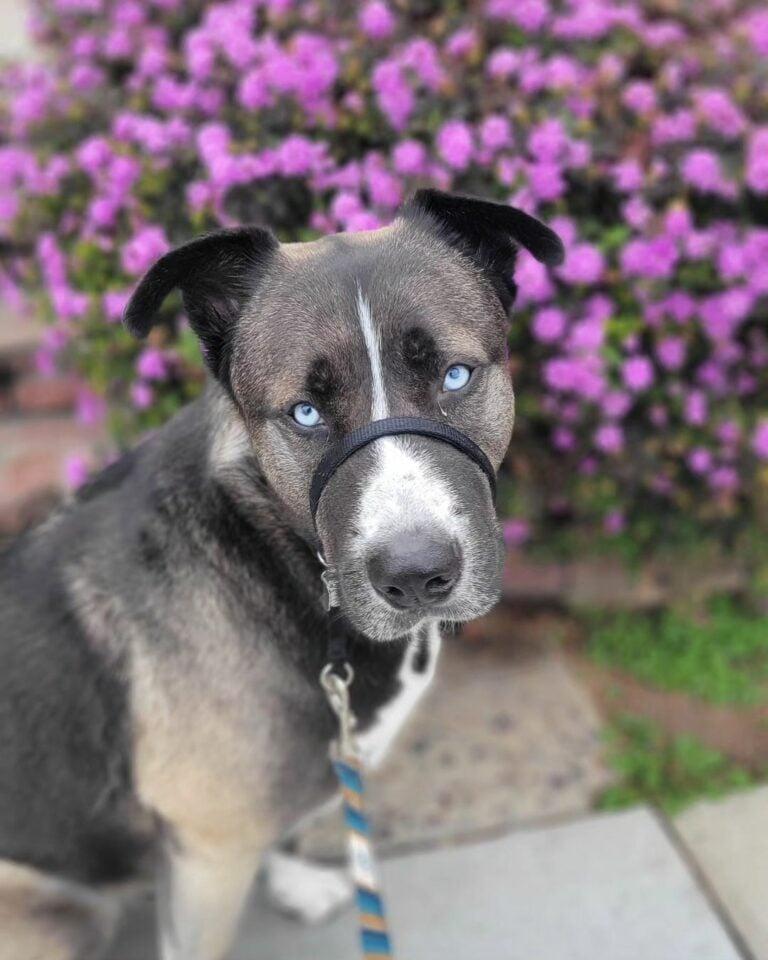 husky with harness