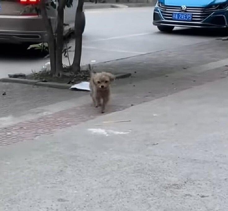 poor pup lonely in the street