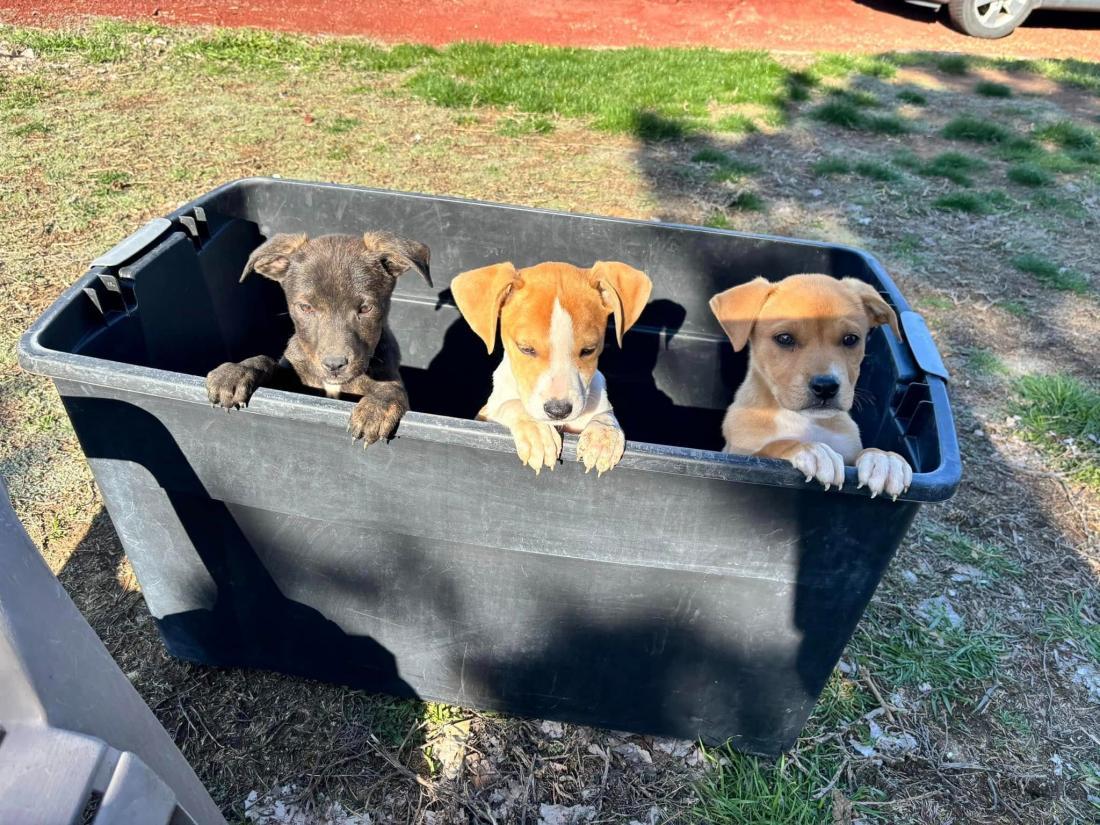 3 cute pup heads popping from bin 3 cute pup heads popping from bin