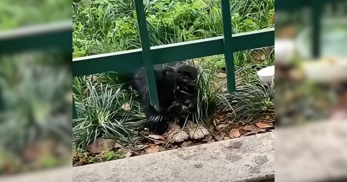 Adorable Puppy Who Lived Her Whole Life On The Streets Finally Lives Her Best Life