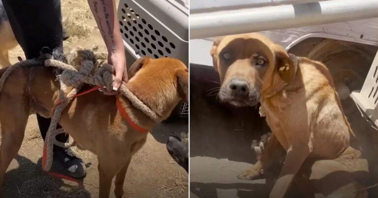 After A Month Chained To A Trailer Stray Dog Finally Celebrates His Freedom With Pure Joy