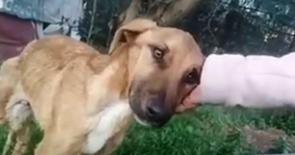 Deperate Dog Who Was Starving And Weak Begged His Rescuer To Save Him
