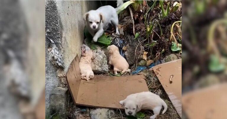 Desperate Mama Dog Tries Everything To Protect Her 3 Soaked And Crying Pups