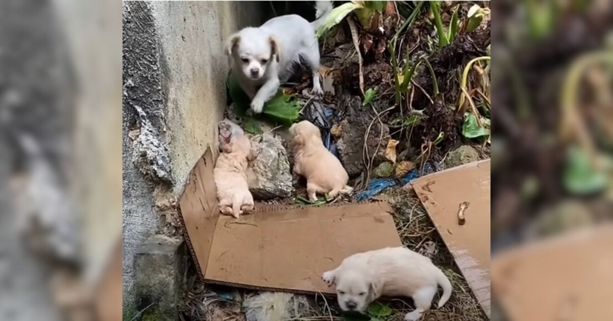 Desperate Mama Dog Tries Everything To Protect Her 3 Soaked And Crying Pups