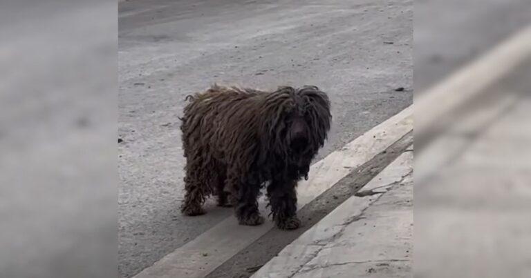 Desperate Pup Walked Door To Door With Tired Paws Hoping Someone Would Let Her In