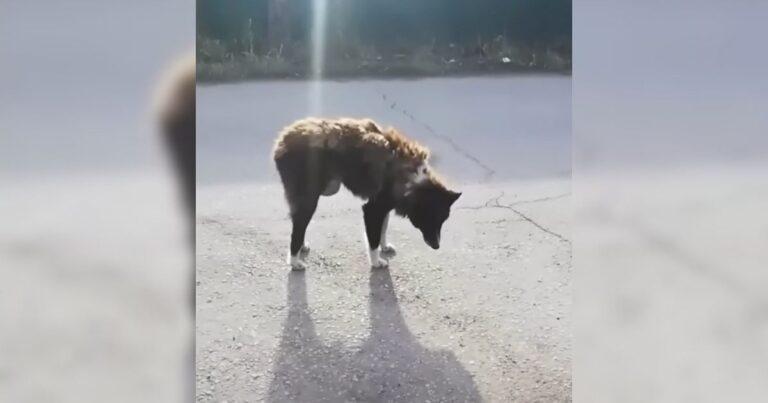 Devoted Dog Abandoned On A Road Kept Hoping Her Owner Would Return With The Saddest Eyes