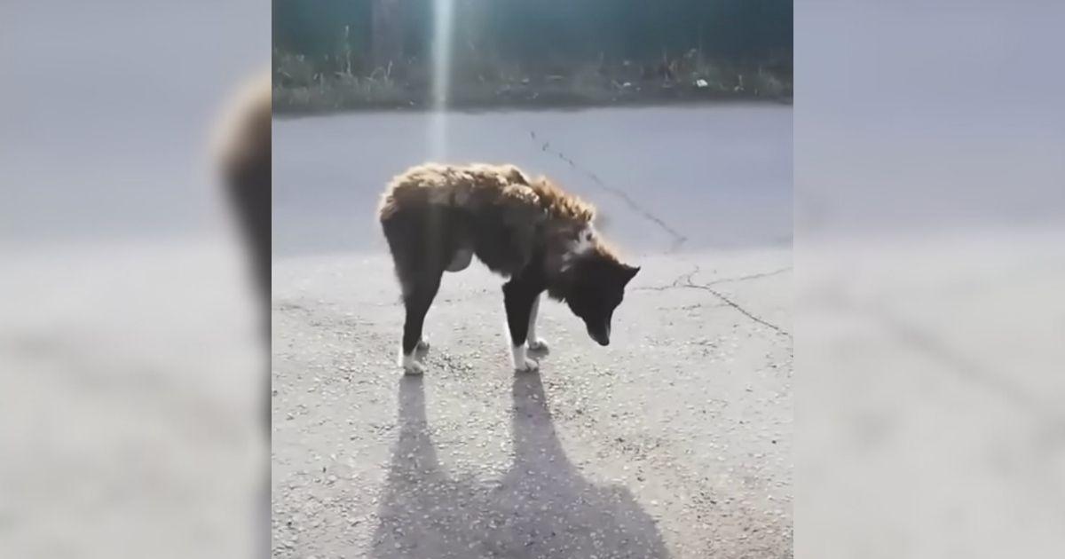 Devoted Dog Abandoned On A Road Kept Hoping Her Owner Would Return With The Saddest Eyes