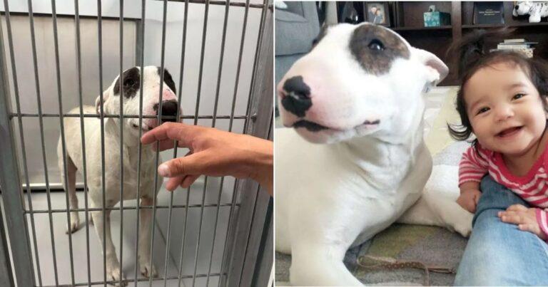 Dog Missing For Months Refuses To Let Anyone Approach Him Until His True Family Walks In