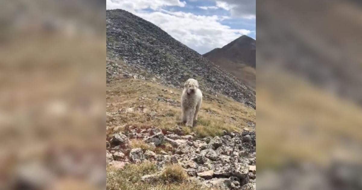 Dog Survives Alone In The Wild For 19 Days After Being Thrown From Fatal Rollover Crash