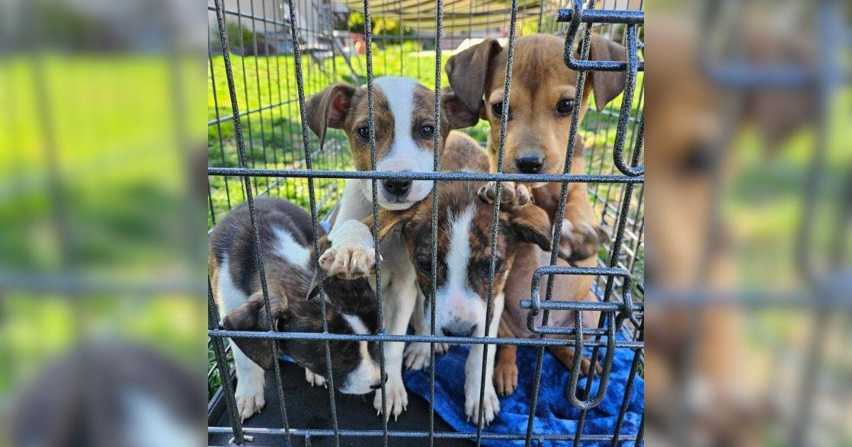 Hikers Couldn’t Believe Their Eyes After Finding 7 Puppies Left In A Box In The Mountains