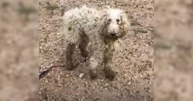 Injured Pup Chose To Trust Humans Again And They Repaid Him In The Best Possible Way