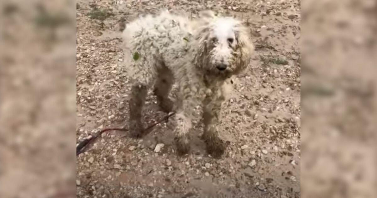 Injured Pup Chose To Trust Humans Again And They Repaid Him In The Best Possible Way