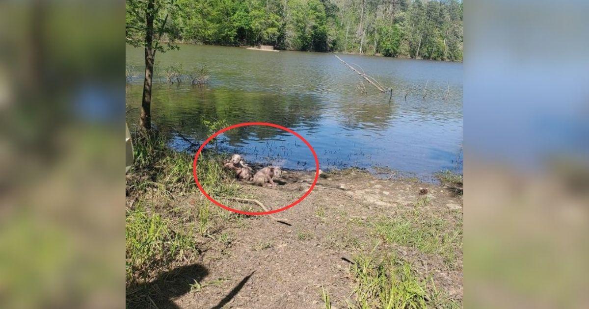Kayaker Was Heading Into The Lake When He Noticed Something Unbelievable