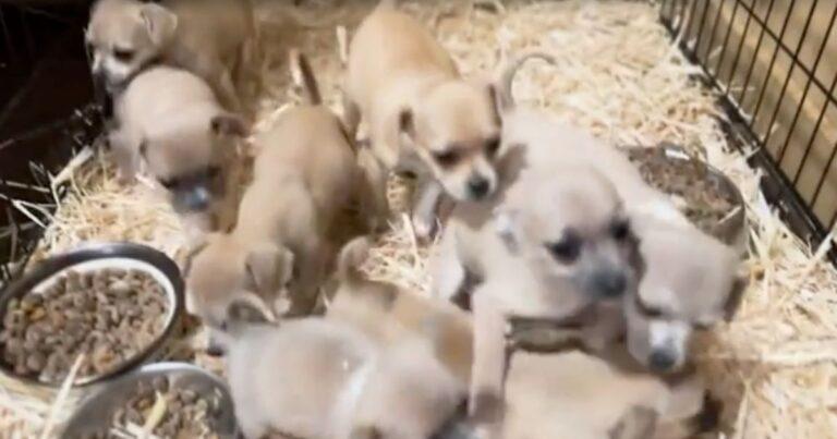 Kind Woman Saves Mama Dog And Her 8 Puppies Abandoned Behind A Gas Station