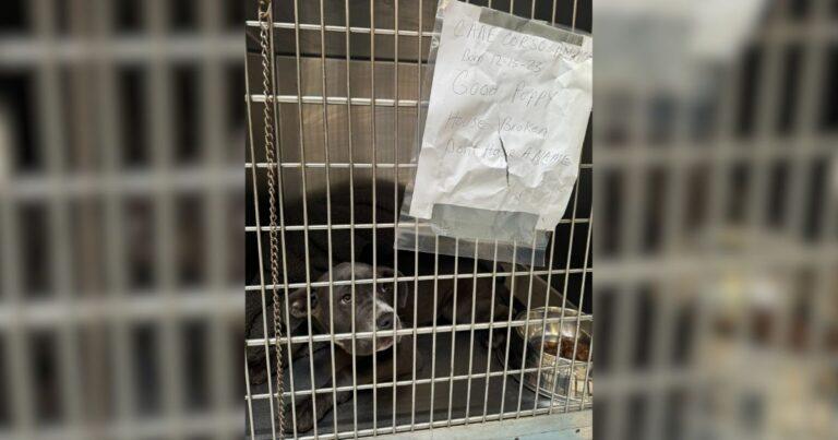 Lonely Dog Left Tied Outside Shelter With Tears In Her Eyes Finds Her Forever Family