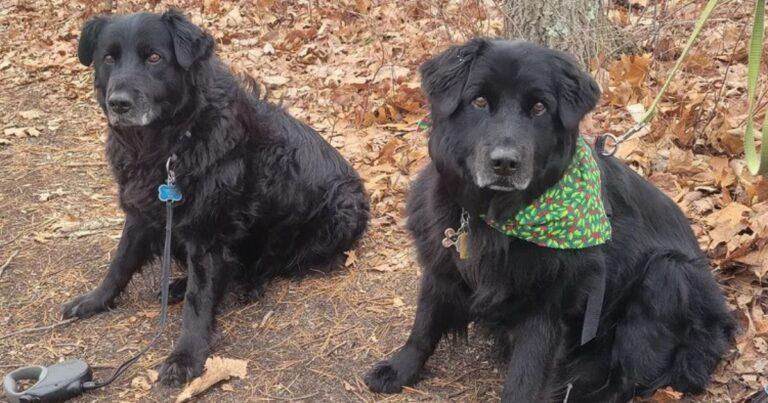 Long Lost Dog Siblings Reunited After 13 Years Had No Clue They Were Living In The Same Town