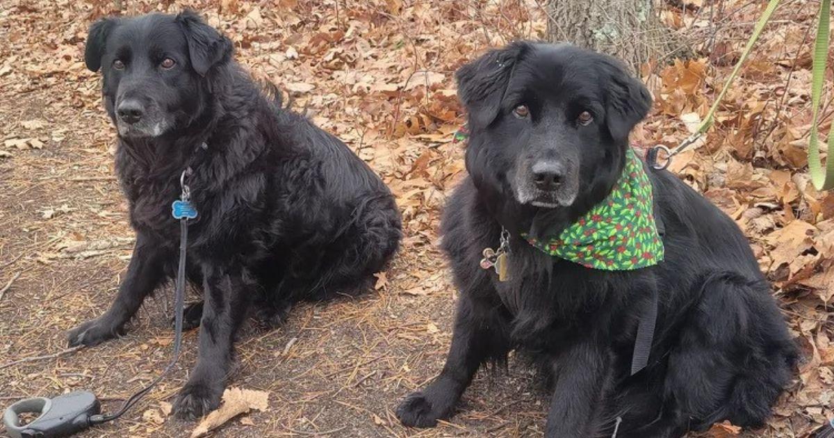 Long Lost Dog Siblings Reunited After 13 Years Had No Clue They Were Living In The Same Town