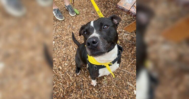 Longest Shelter Resident Waited 500 Days To Be Adopted Only To Face Heartbreak