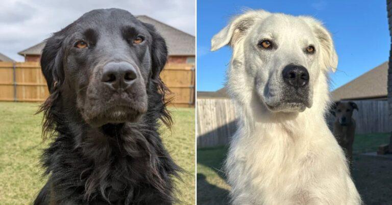 Lovely Dog With Jet Black Fur Slowly Turned Completely White Due To A Rare Medical Condition