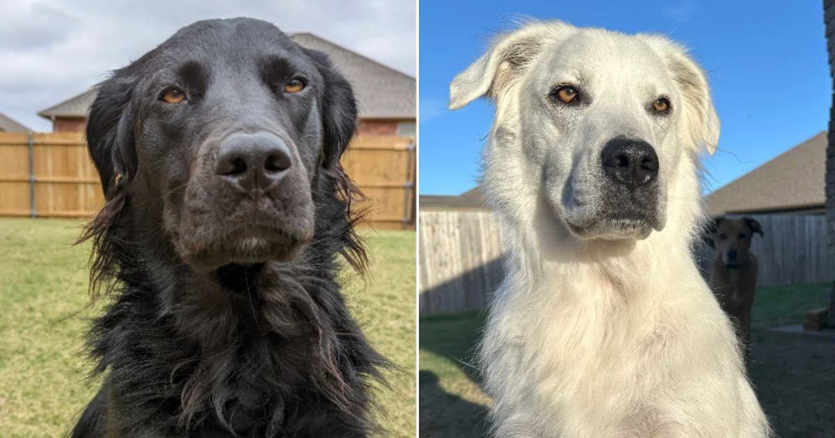 Lovely Dog With Jet Black Fur Slowly Turned Completely White Due To A Rare Medical Condition