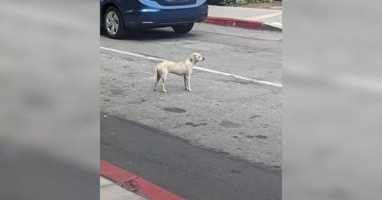 Loyal Dog Refuses To Leave Hospital Doors For 10 Days Hoping To See Her Late Owner One Last Time