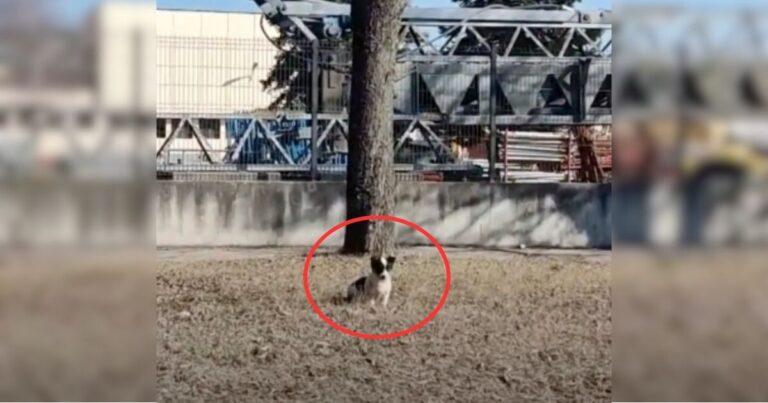 Man Who Spotted A Stray Pup By A Busy Road Made A Life-Changing Choice