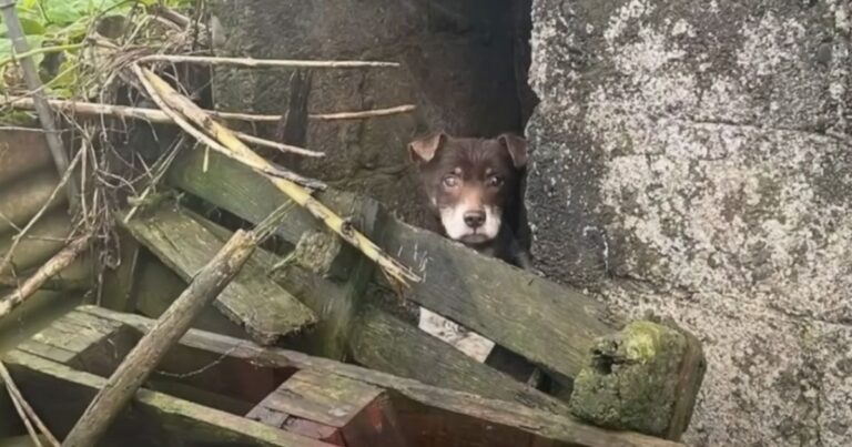 Neglected Dog Who Was Locked In Dirty Place Can’t Stop Smiling After Feeling Love Again
