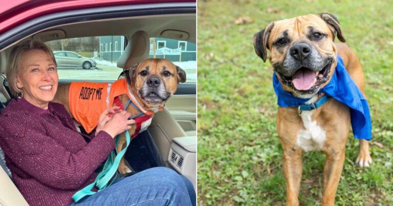 No One Gave This Depressed Senior Dog A Chance Until She Showed Up