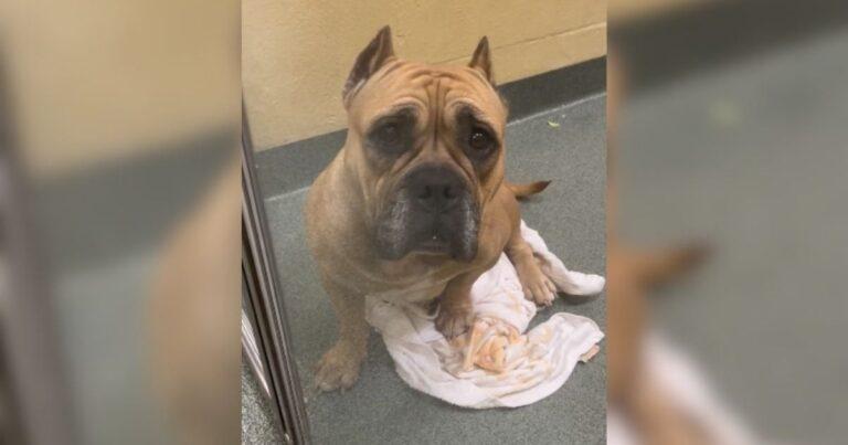 Pup Was Heartbroken After Her New Family Returned Her To The Shelter Due To An Unexpected Reason