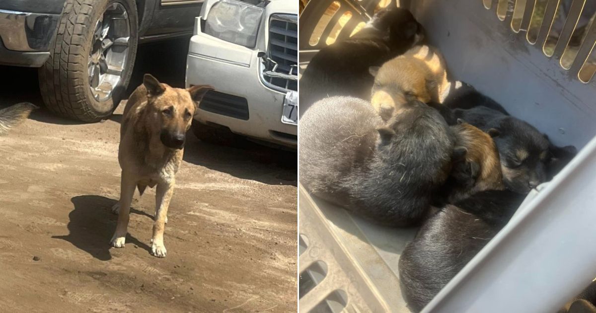 Rescue Team Stops To Help A Stray Female Dog And Finds Out She’s Hiding Something Special