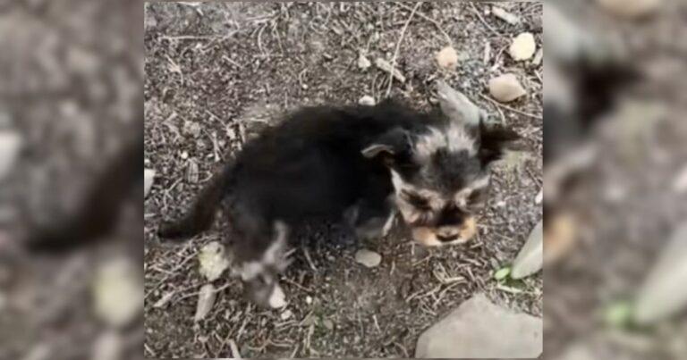 Rescuers Driving On The Highway Were Shocked When A Sick Puppy Stepped Into Their Path