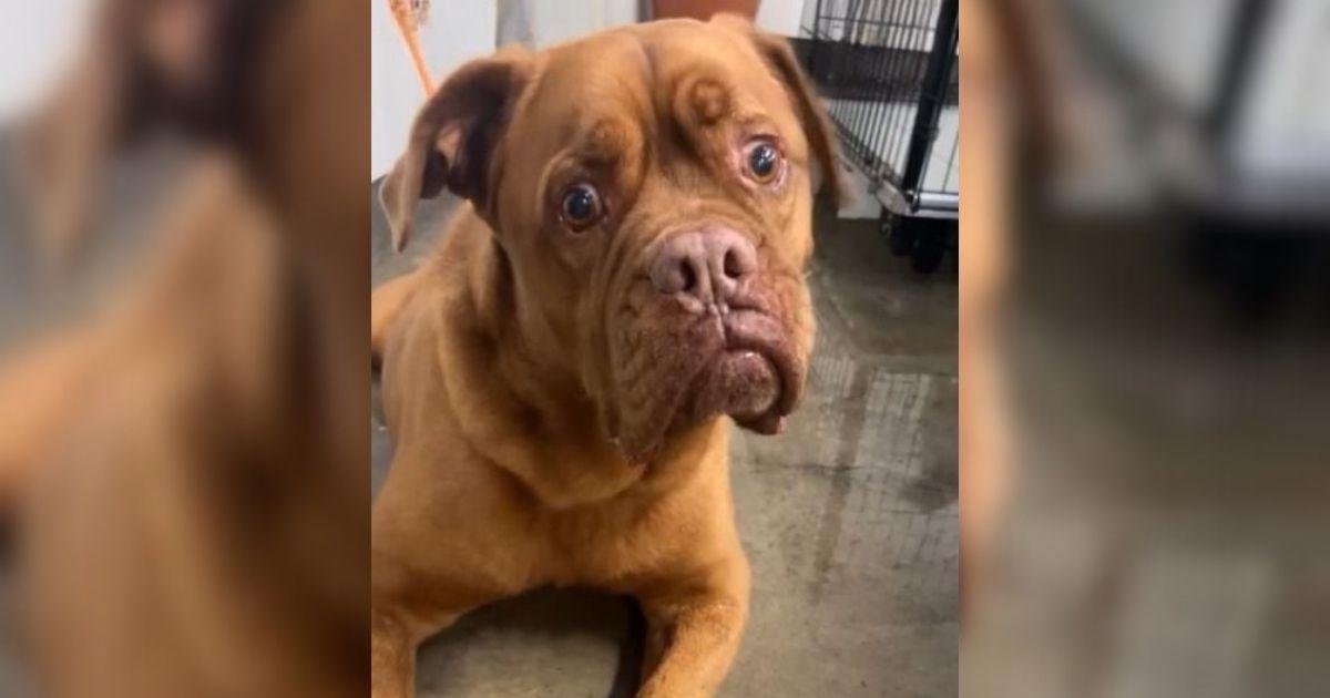Shelter Workers Were Furious When This Dog Was Dumped After 7 Years For An Unbelievable Reason