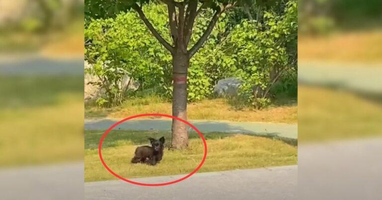 Starving Stray Dog Desperately Looking For Food Finally Gets Help From Kind Rescuers