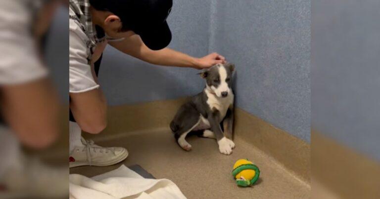 Stray Pup Too Afraid To Meet Anyone’s Eyes Finally Learns What Love Feels Like