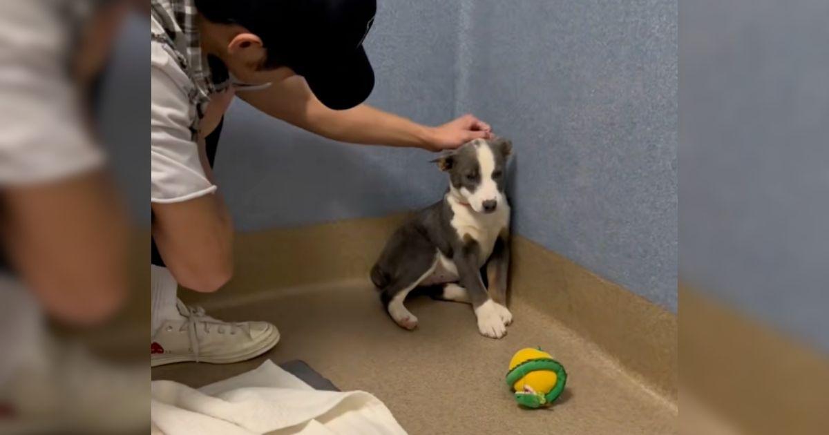 Stray Pup Too Afraid to Meet Anyone’s Eyes Finally Learns What Love Feels Like