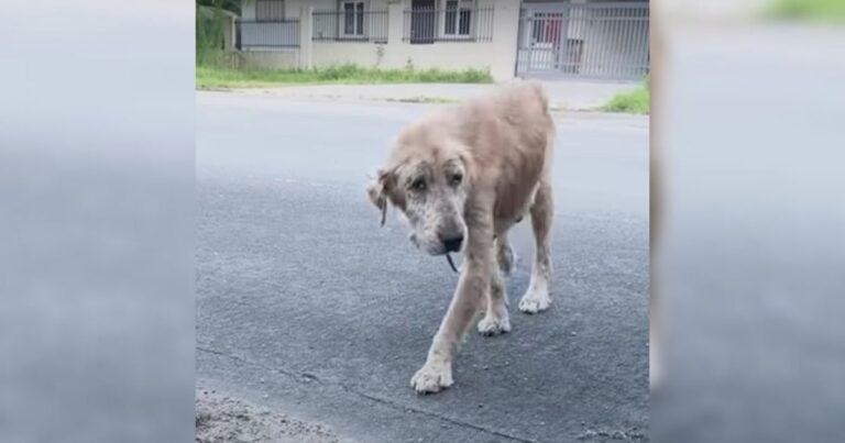 Street Dog Suffering From Mange Transforms Into A Gorgeous Golden Retriever