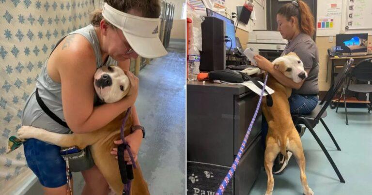 Sweet Shelter Pup Hugs Every Visitor Hoping Someone Will Take Him Home
