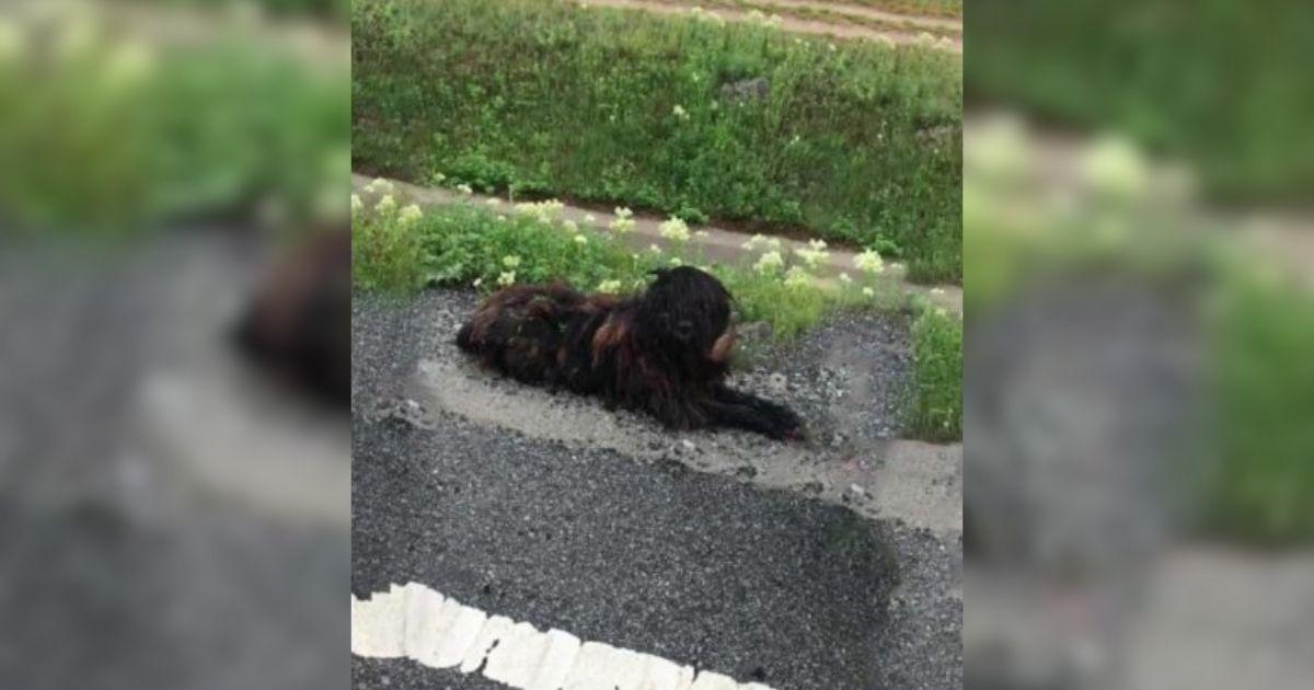 They Were Driving Past When A Furry Shape By The Road Caught Their Eye