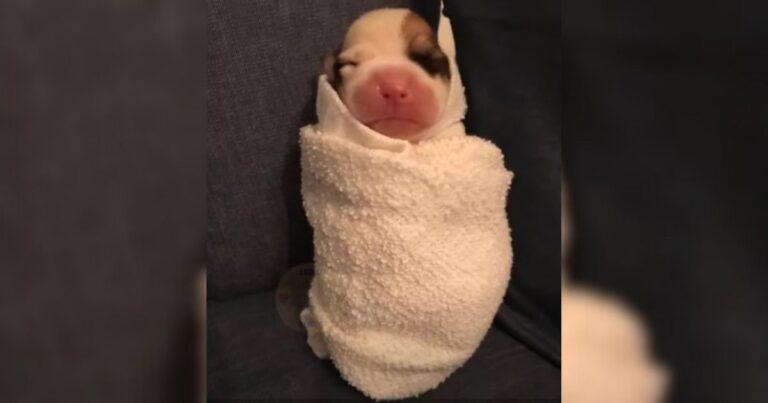 This Newborn Pup Was Left To Die On The Street Just For Having A Deformed Leg