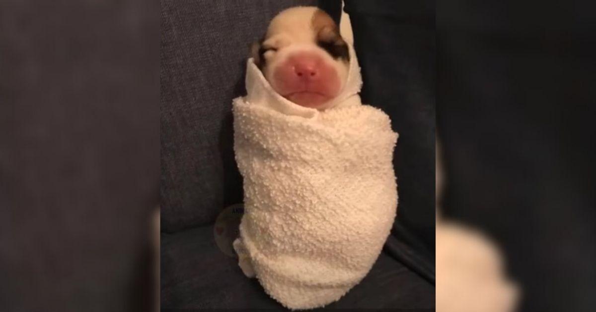 This Newborn Pup Was Left To Die On The Street Just For Having A Deformed Leg