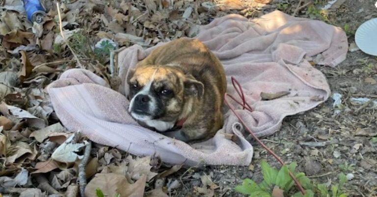 Tiny Pup Was Left All Alone In A Ditch With Nothing But A Blanket